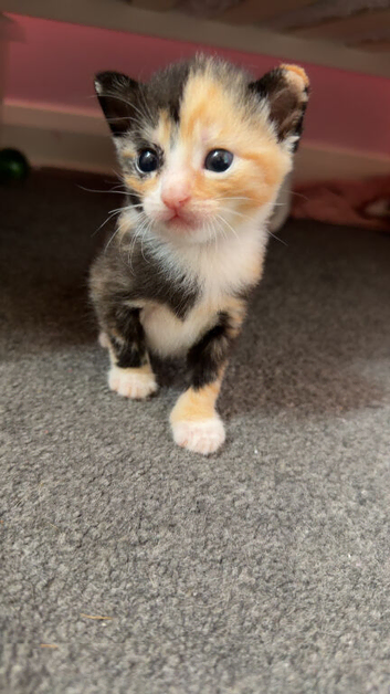 4 gorgeous kittens ready in 4 weeks time
