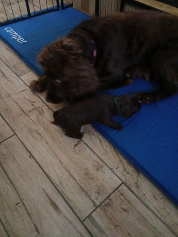 Beuitiful sprocker puppies