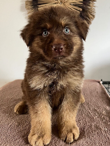 German Shepherd Puppies Liver & Tan Isabella & Tan
