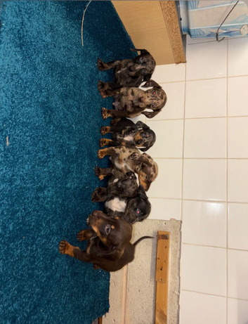 Miniature daschunds