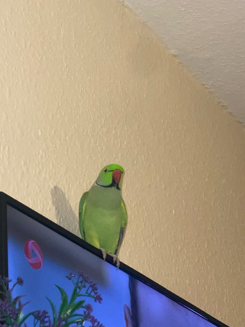 Male Indian ringneck parrot