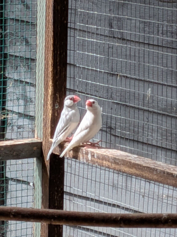 white java sparrows