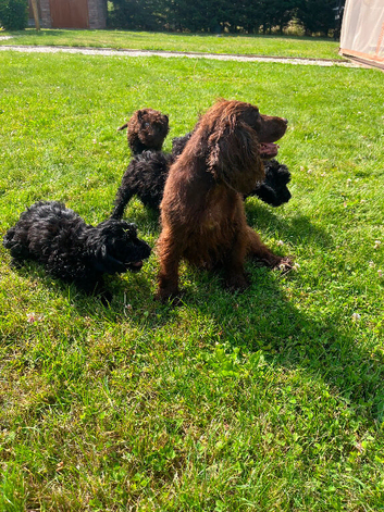 Tiny f1 cockapoo puppys ( just 1 girl now available)