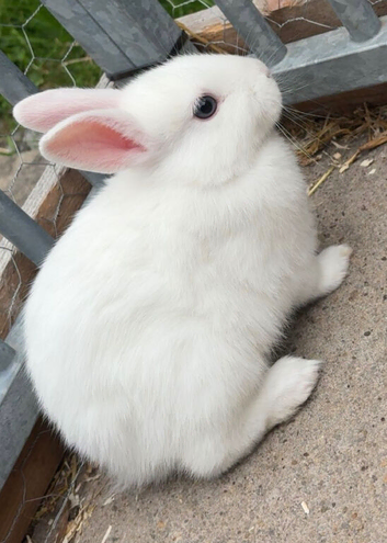 2 Baby dwarf rabbits