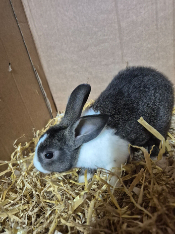 Dutch rabbits ready for new homes