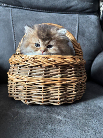British Longhair and Shorthair Kittens