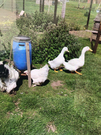 Pekin ducks and Pekin x Aylesbury drake
