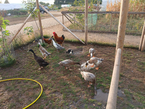 Male runner ducks