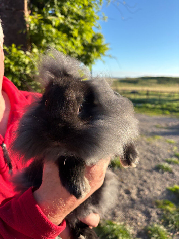 Baby mini lops