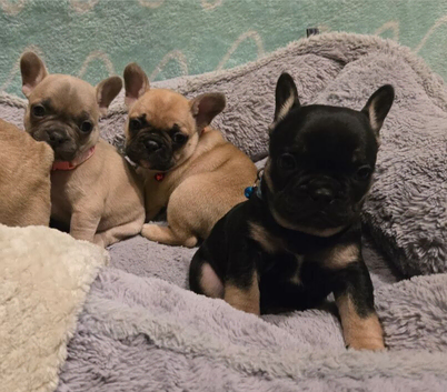 French Bulldog Puppies Available &ndash; 3 Boys & 2 Girls.