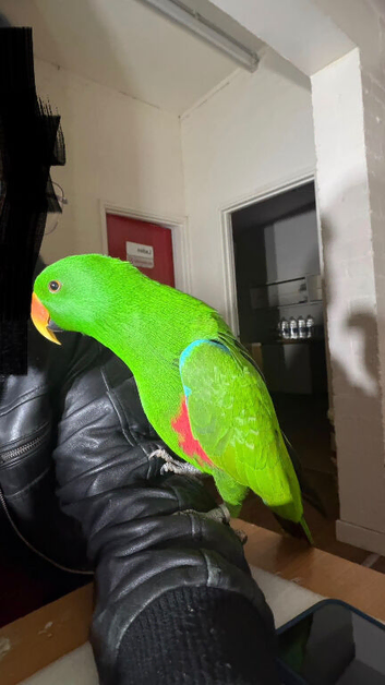 Super tame Eclectus Glasgow