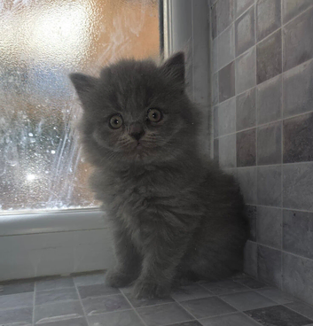 British shorthair kittens 10 weeks