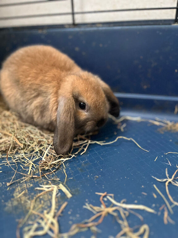 Gorgeous Mini Lop Babies Ready Now!