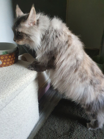 5 Yr old mainecoon 1 british short haired