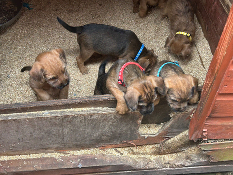 Jack Russell x Border Lakeland puppies