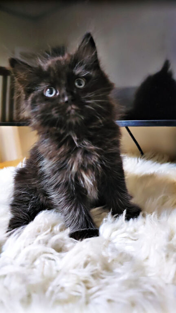 Ragdoll mix kitten - girl