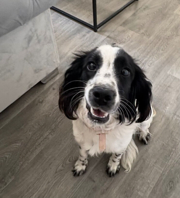 Cocker spaniel girl 9 months old