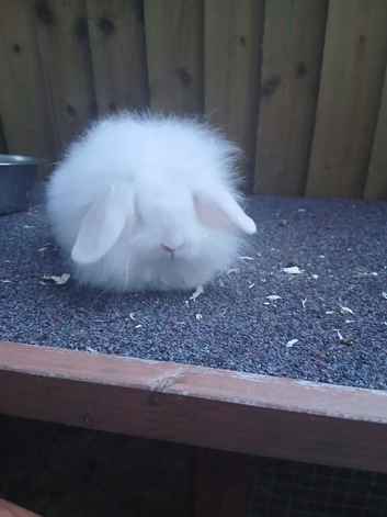 Double mane lop lion head