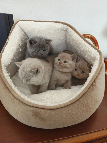 British shorthair kittens