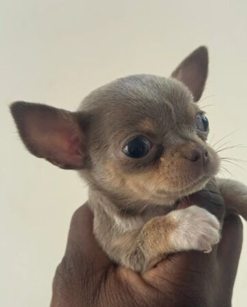 Adorable Chihuahua Puppies Looking for Loving Homes