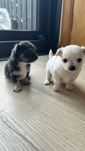 Long hair chihuahua
