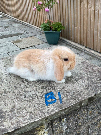 Pure bred mini lops .