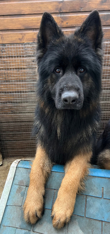 German Shepherd boy for stud , 3 years old