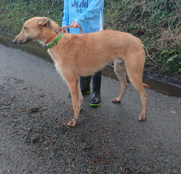 Lurcher