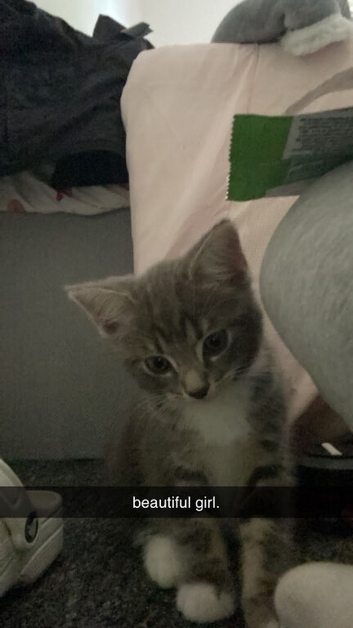 Kitten for sale