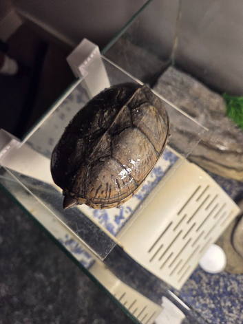 Musk turtle