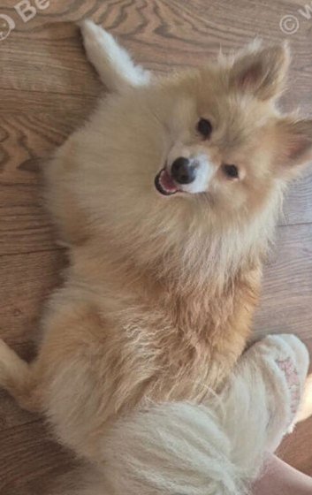 Male Pomeranian