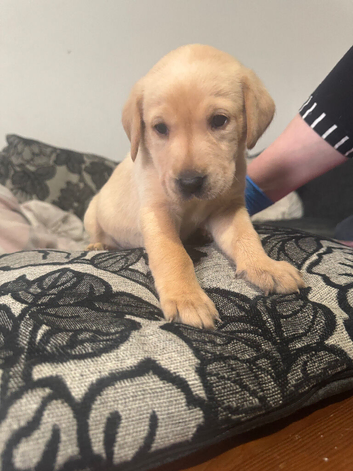 Puppy litter of 5