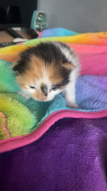 3x kittens for sale