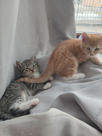 2 kittens