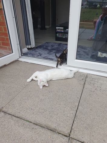 2 kittens for sale