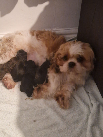 Stunning shih poo puppies