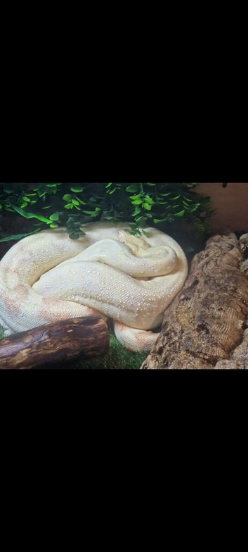 A stunning female Boa