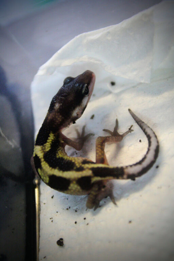 Baby Leopard gecko for sale