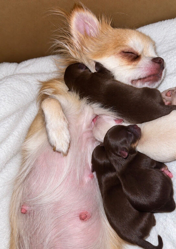 Long haired, apple head chihuahuas!