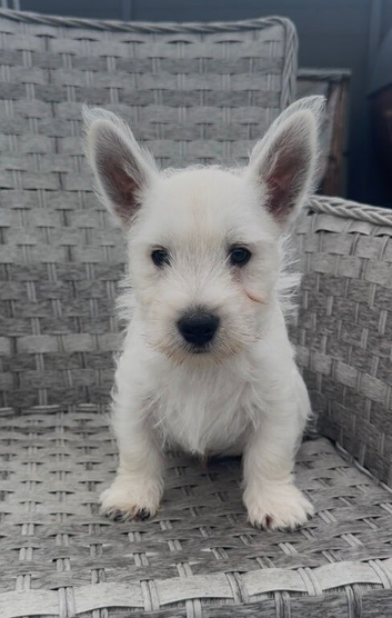 West Highland Terrier Pups ready for new home now