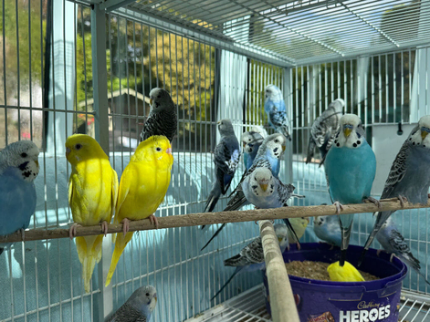 Young budgies (26 BS Rung)