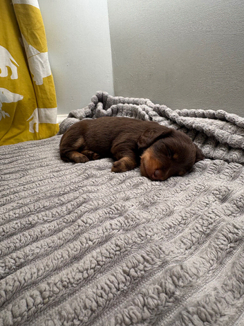 Gorgeous Miniature Dachshunds