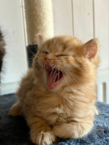 Beautifull kittens