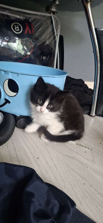 2 kittens