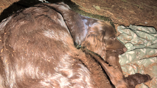 Cocker spaniel