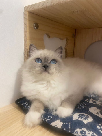 Rag doll cat