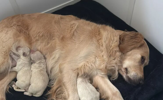 Golden Retriever puppies.