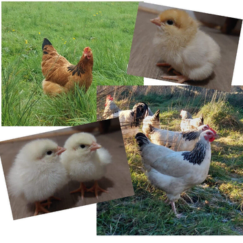 Chicks, Chickens, Cockerels & Hatching Eggs pure breed