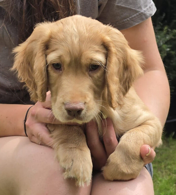 Beautiful working cocker spaniel puppies