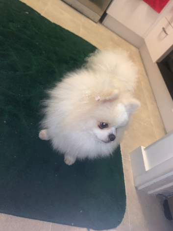 Pomeranian for stud